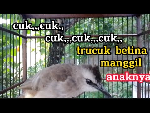 #trucukan muda berkicau TRUCUKAN muda usia 3 bulan