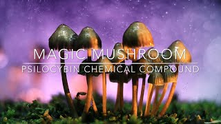Magic Mushroom ( psilocybin chemical compound )