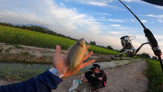 ikan puyu puyu puyu screenshot 1