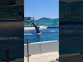 돌고래🐬