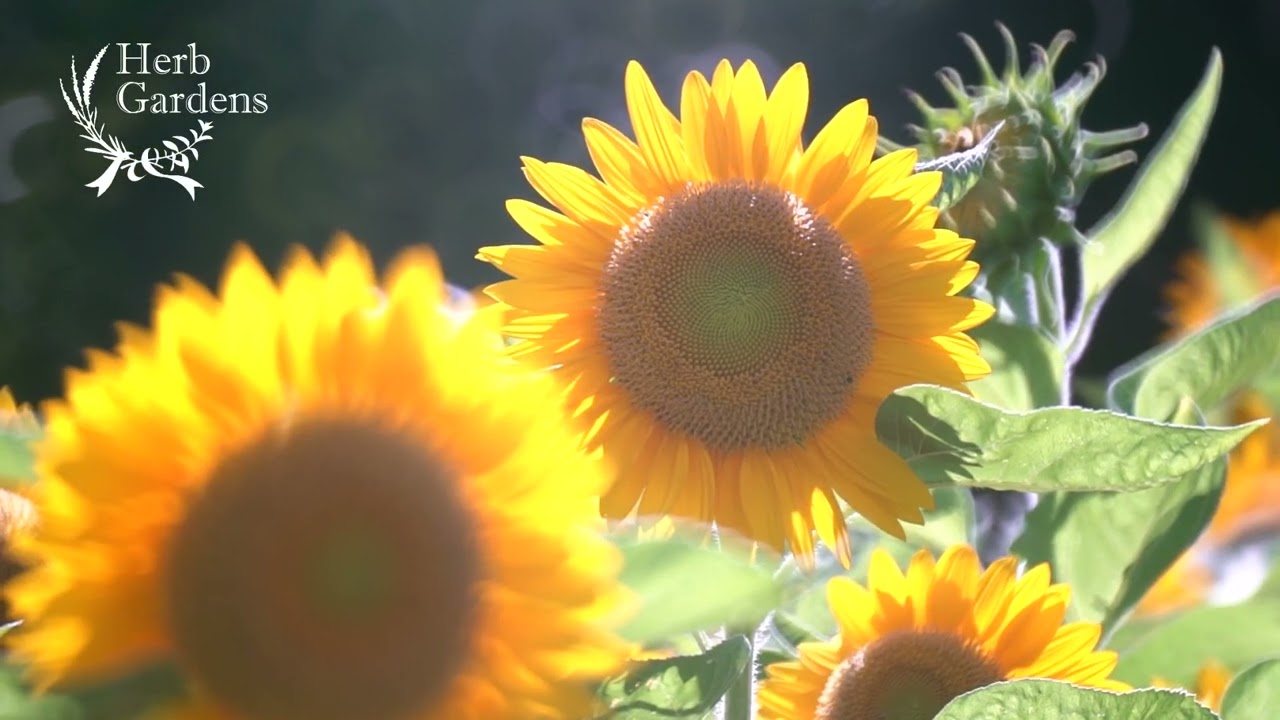 昼は元気満点に、夕方は金色に輝く、夏の名物景色。神戸布引ハーブ園の