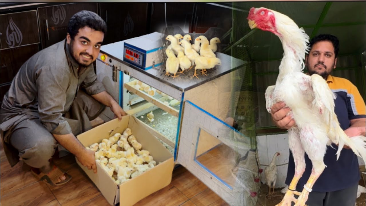 100 Chozay Apny New Ghar May Chlt Gaye, King Shamo, Aseel Murgi k Bachay, Hsn Entertainment 