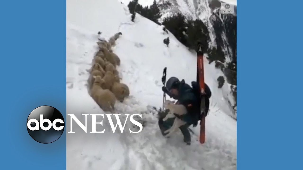 Missing flock of sheep found in Spain