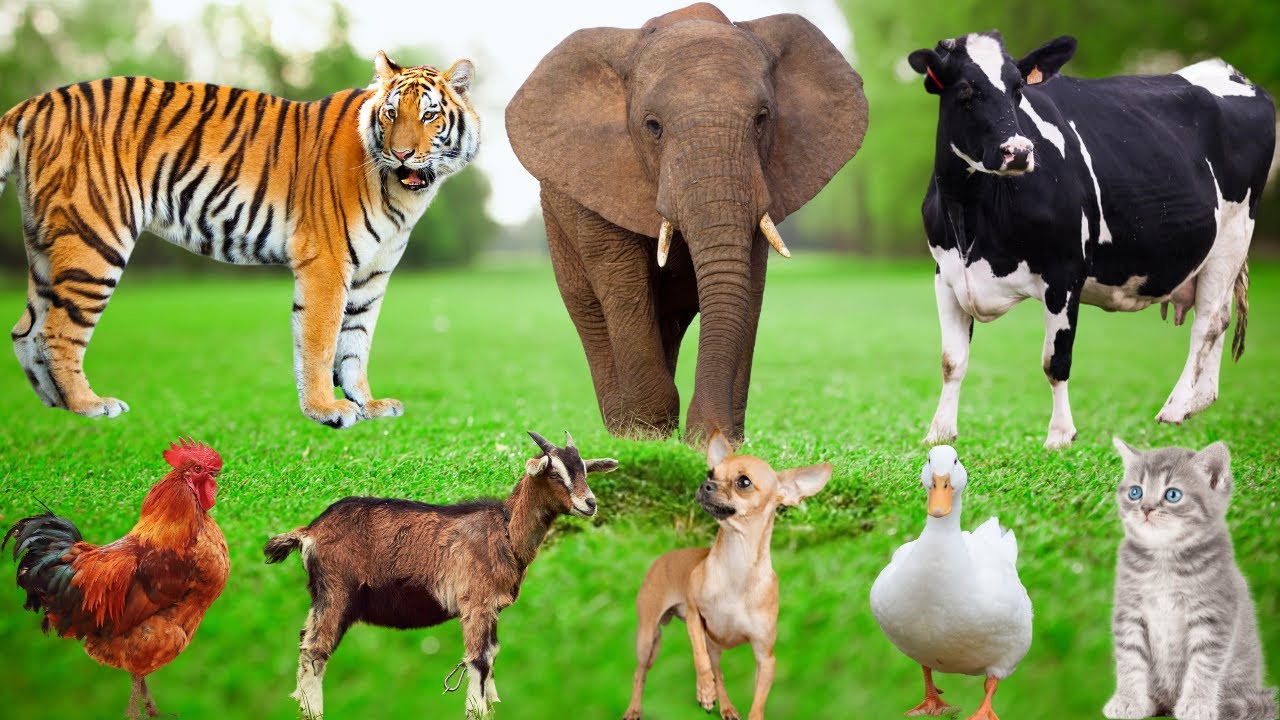⁣Cute Animals and Pets: Puppy, Kitten, Chicken, Duck, Pig, Cow, Sheep, Rabbit – Familiar Animals