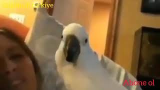 funny parrots videos compilation cute moment of the animals