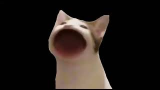 Bir Kere Poplayan Kedi