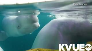 2 rescued beluga whales get rehomed to SeaWorld San Antonio