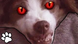 Tiny Evil Dogs  | Funny Dog Compilation 2018