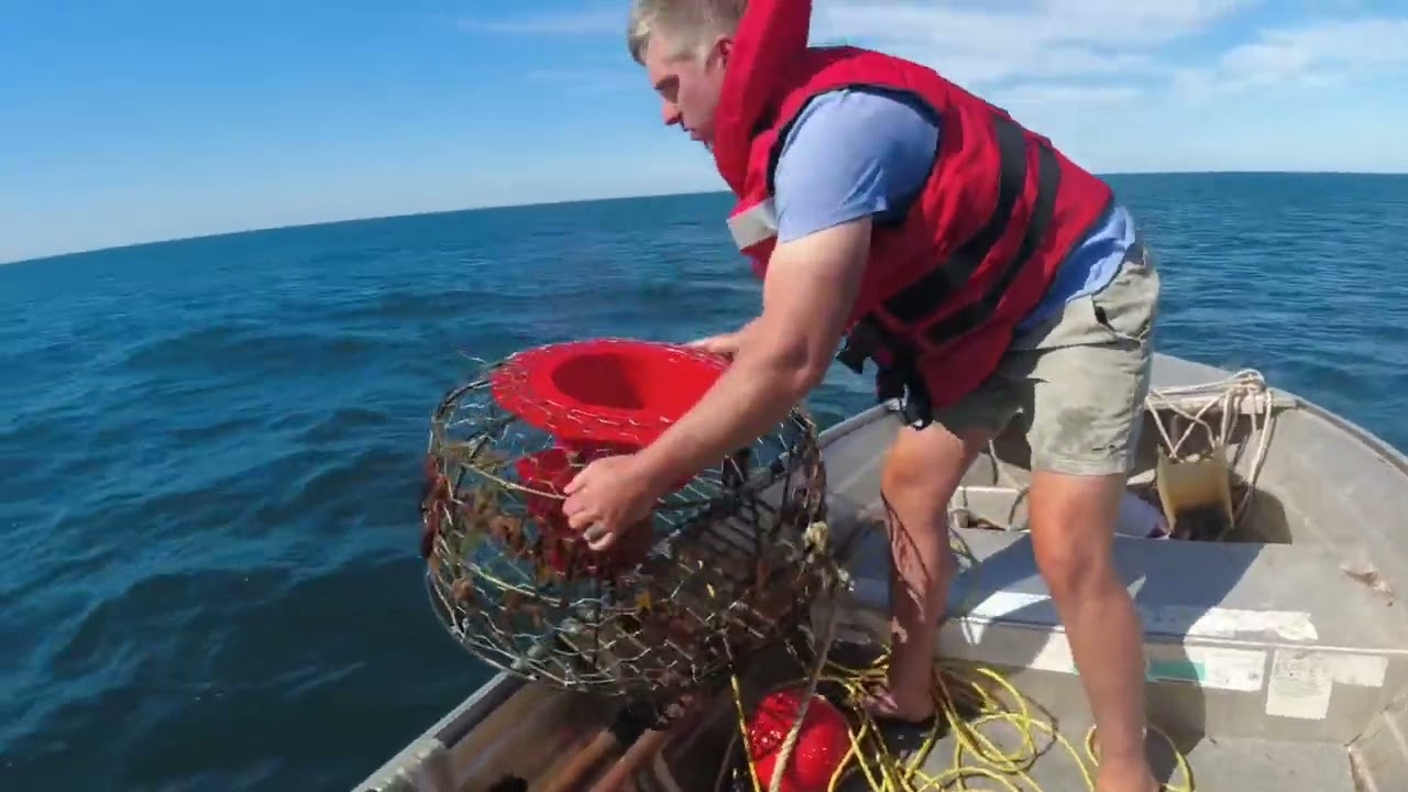 Two southern rock lobsters from the lobster pots. South Australia.
