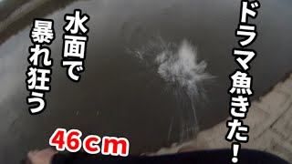 バス釣り　羽モノ一本勝負のつもりがドラマ魚来た！　Bass fishing in Japan
