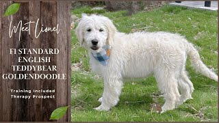 Meet Lionel! - F1 Standard English Teddybear Goldendoodle Male Puppy - Visiting Fairgrove Mill