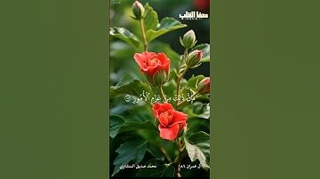 روائع التلاوات | سورة آل عمران ١٨٦ | محمد صديق المنشاوي #quran