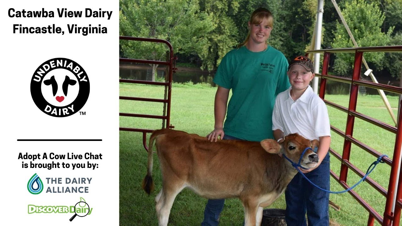 Catawba View Dairy Live Chat YouTube