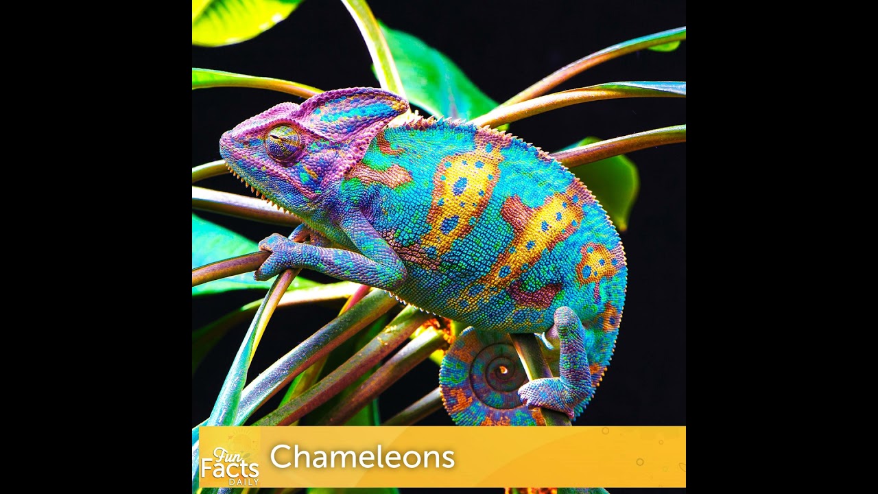 Fun Facts About Chameleons