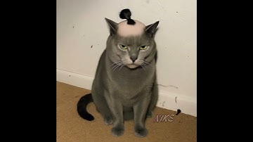 Путь Самурая #niks #юмор #veo3 #cat  #юмор