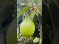 ഞങ്ങളുടെ Avocado 🥑 tree#fruit#shorts@Faima_Ashirvlog