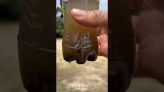 Criando Renacuajos Y Peces Dia 1