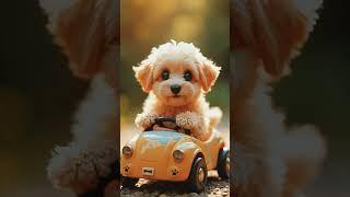 Warning: This Puppy Will Steal Your Heart 😜🐾