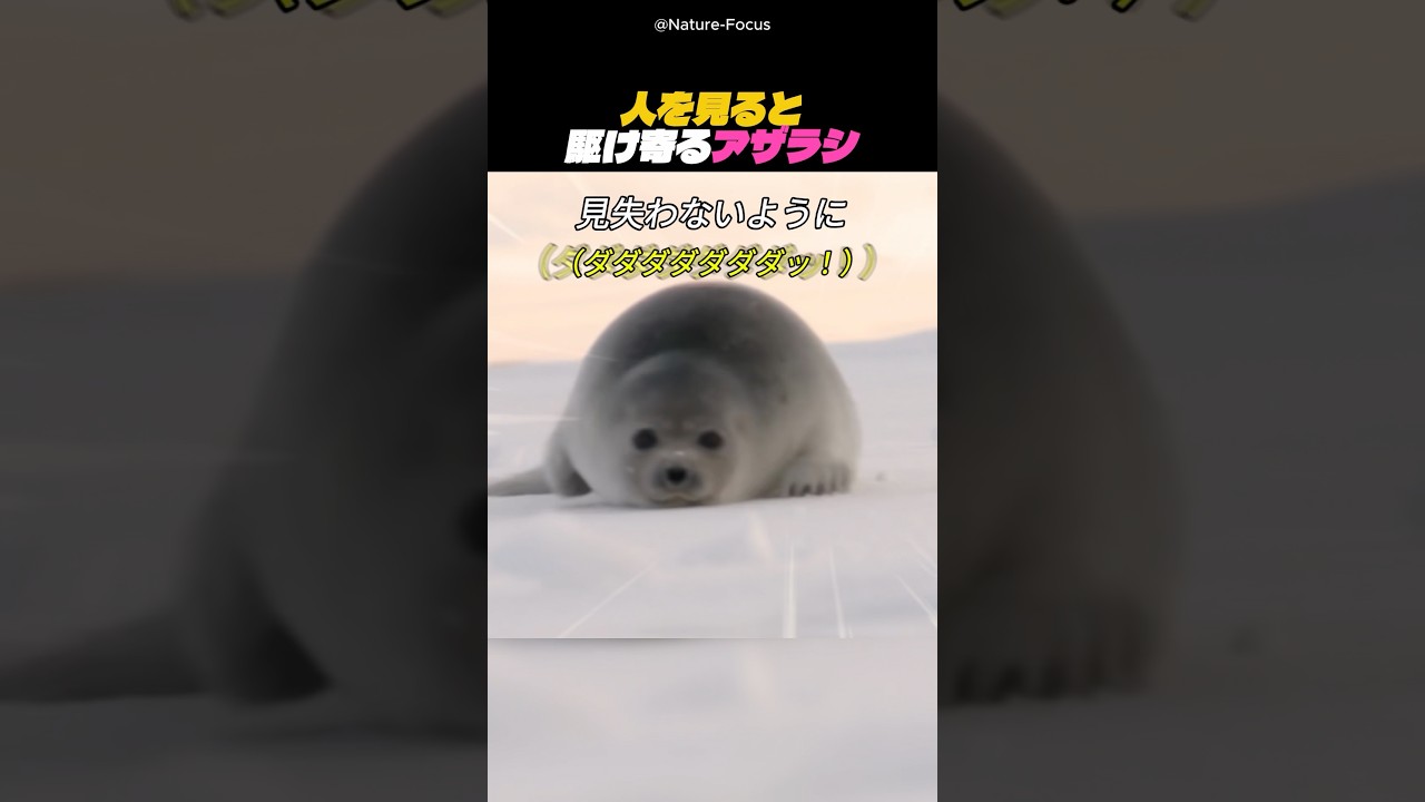 人に一直線なアザラシの赤ちゃん - YouTube