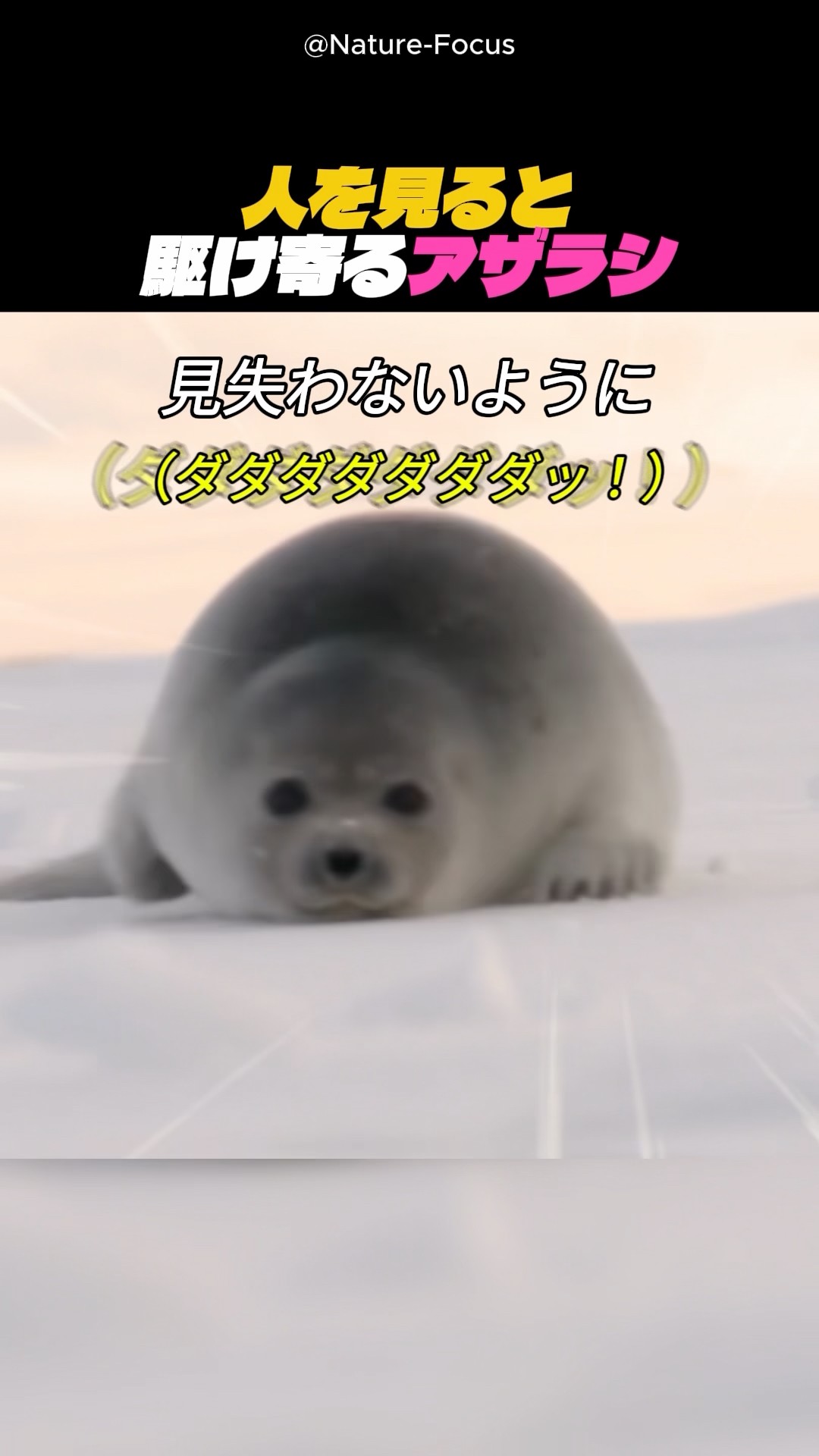 人に一直線なアザラシの赤ちゃん - YouTube