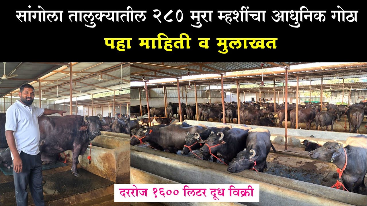 सांगोला तालुक्यातील 280 मुरा म्हशींचा आधुनिक गोठा ! पहा माहिती व मुलाखत | murrah buffalo dairy farm