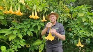 1,292 Brugmansia Suaveolens Royalty-Free Images, Stock Photos