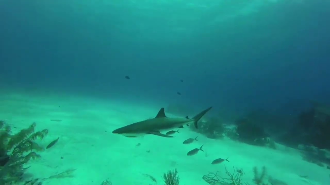 A few of the blacktip reef sharks I met diving in Belize..