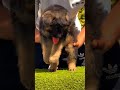 German Shepherd puppy booking open top quality GSD vaccinated trained active puppy call #dogshorts