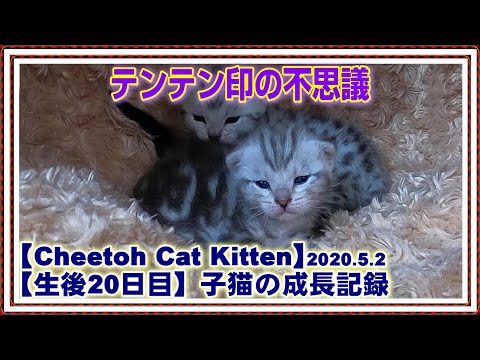 【テンテン印の不思議 上からタマが落ちてくる？ 】生後20日目 子猫の成長記録【チートー子猫】配信日記 wildcat