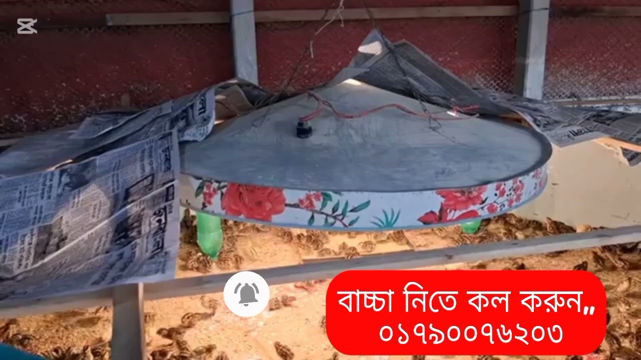 শীতকালে কোয়েল পাখির বাচ্চা কিভাবে বোডিং করবেন,, 