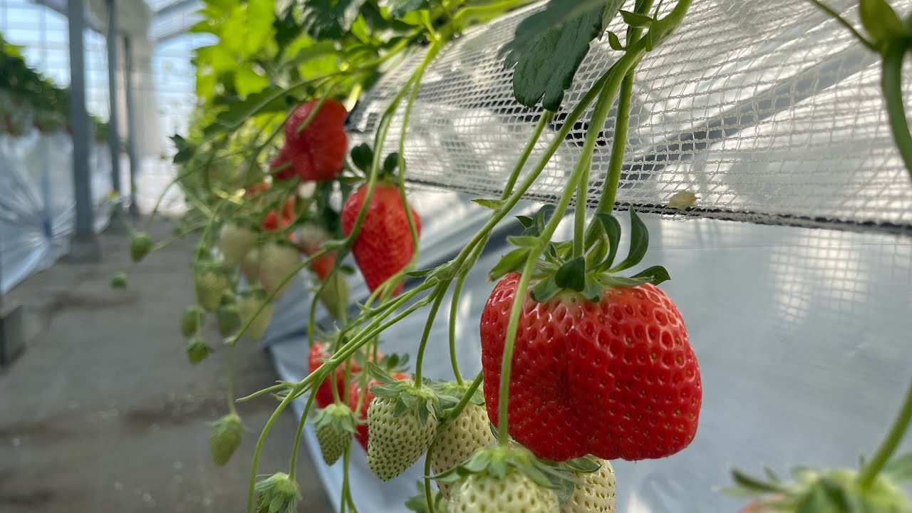 มาสวนรอบ3#ไลฟ์สดในสวนจ้า#กินแต่ลูกใหญ่ๆให้จุกกันไปเลย😆🍓🍓♥️♥️