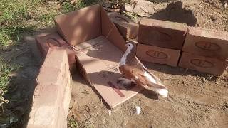 Awesome DIY Bird Trap Technique Using Cardboard