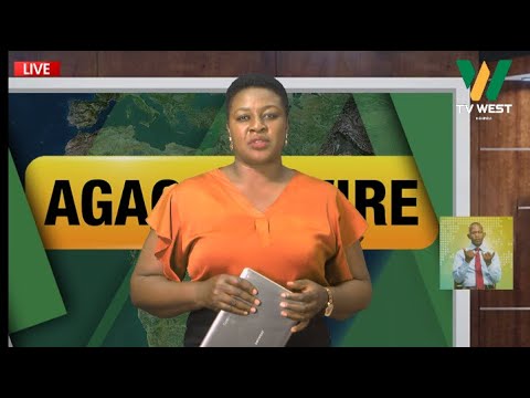 TV WEST LIVE Agacencwire 26 11 2025 Serena Nuwamanya Sunday Brian