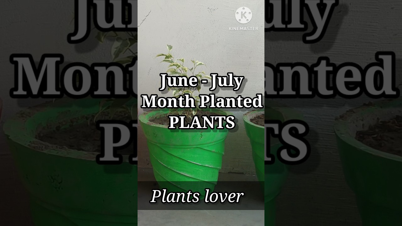 June July month planted plants 