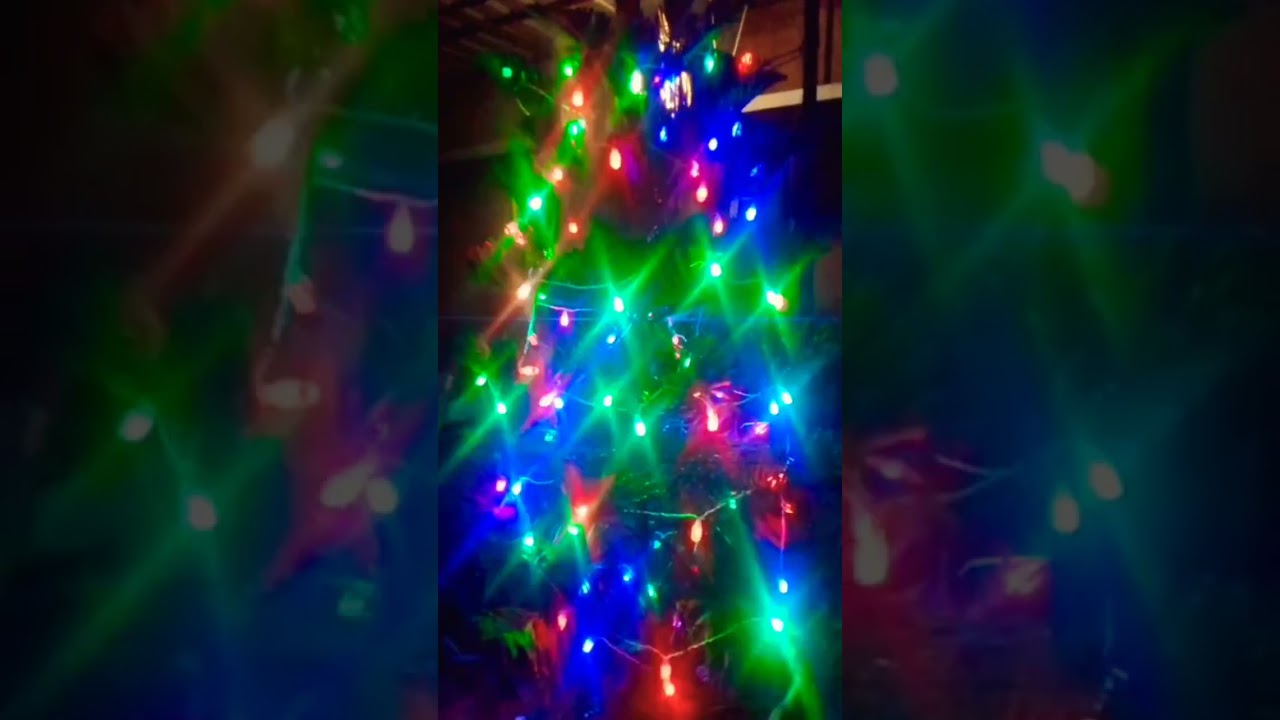 Original Christmas Tree Plant Fully Decorated With Glowing Serial Lights! 🎄 | Leelu Vibes 