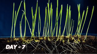 How wheat grass grow...(growth of seed) (germination day by day)