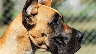 Great Dane Intelligence A Clever Canine Companion by Great Dane USA 103 views 3 weeks ago 4 minutes, 48 seconds