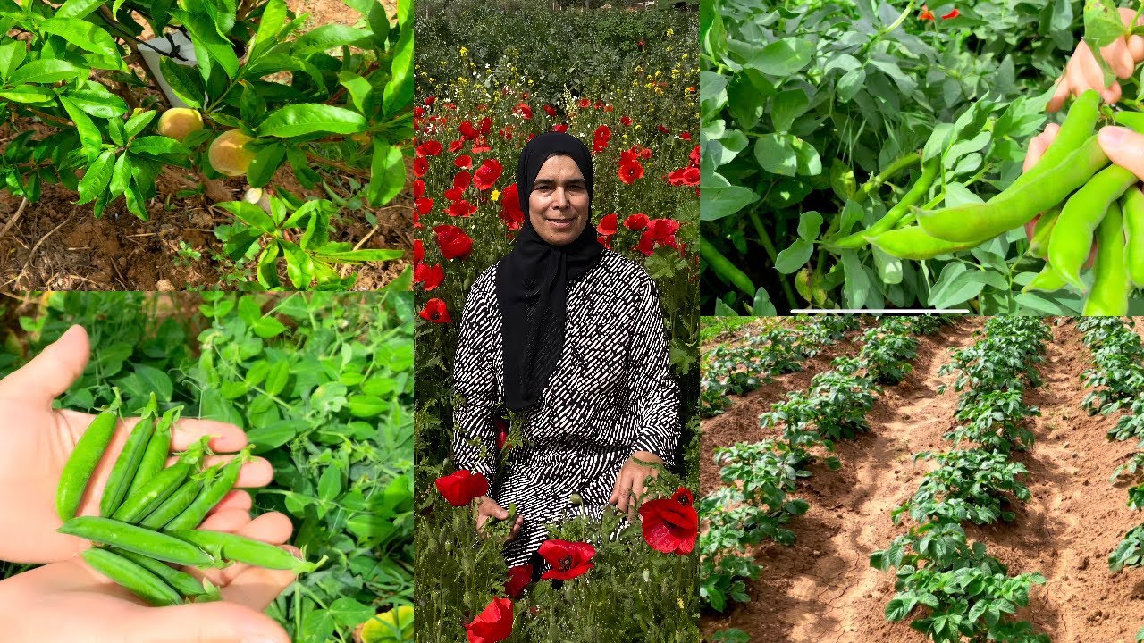 من قلب البادية تشاركت معاكم المحاصيل الزراعية ديالي اللي كانت عبارة عن تجربة و عطات واحد الغلة زوينة