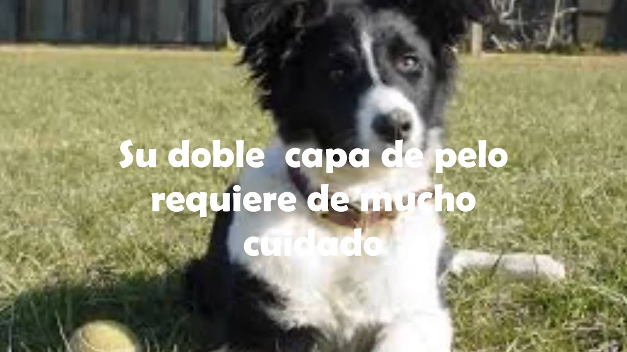 Cómo cuidar a un Border Collie camera iphone 8 plus apk