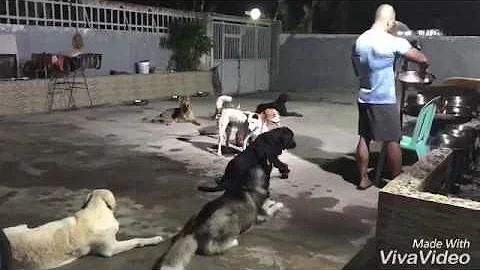 Do dogs sleep with pack leader?