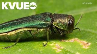 City of Austin warns of invasive pest threatening trees
