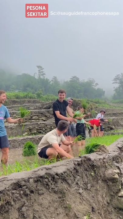 White brothers learn to plant rice in the fields #shorts #whitereaction #trending #viralvideo