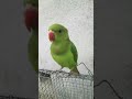 magic parrot 🦜 #birds #talkingparot #parrot #cute 🦜