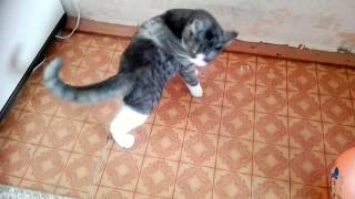 КОТ И СКОТЧ! СРОЧНО СПАСИТЕ КОТА ОТ СКОТЧА!reaction of a cat to an adhesive tape КОТ И СКОТЧ! СРОЧНО СПАСИТЕ КОТА ОТ СКОТЧА!reaction of a cat to an adhesive tape