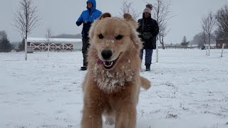 Dog owners brave bitter cold for outdoor time before winter storm intensifies