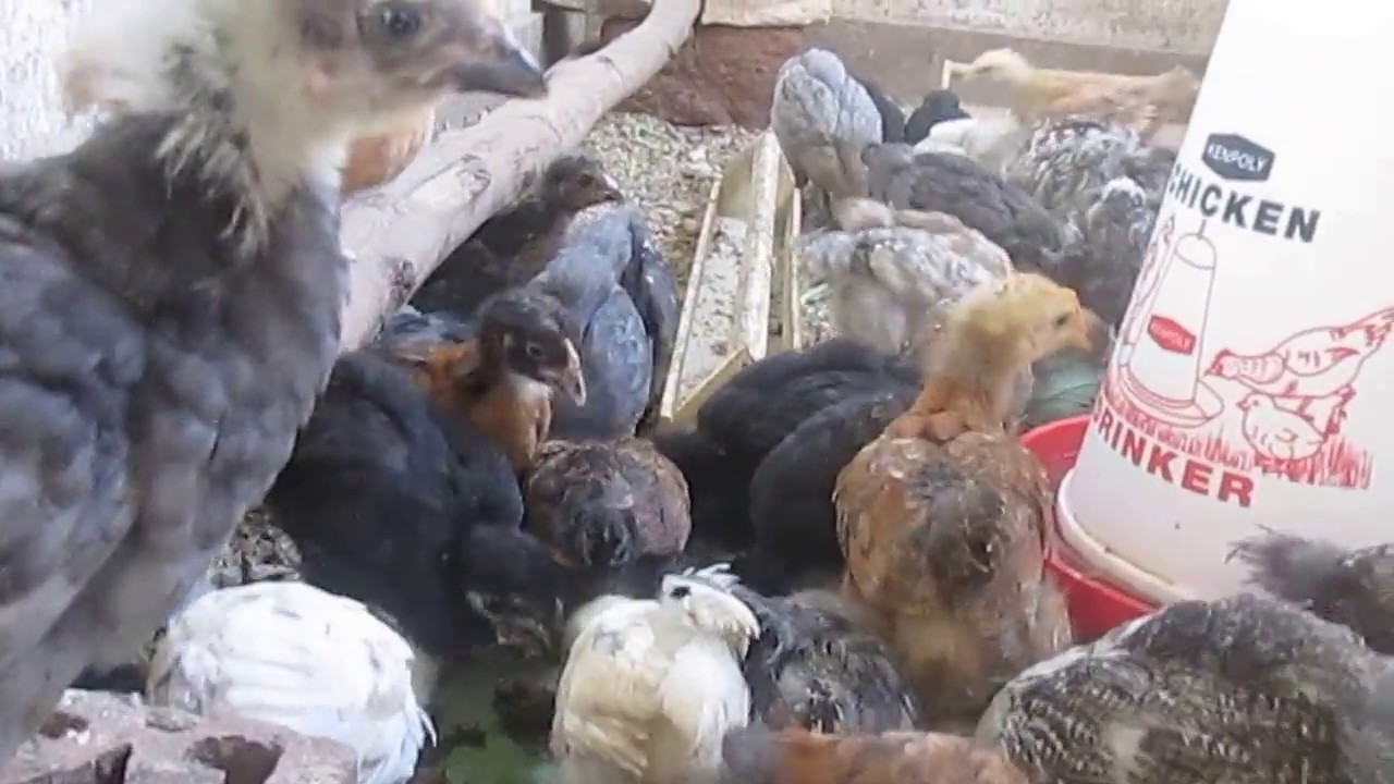 feeding-kuroiler-chicken-on-vegetables-youtube