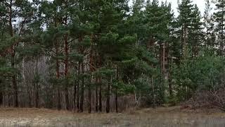 В Лесу гуляем (Прелестное, Донецкая обл., осень 2023 г.)