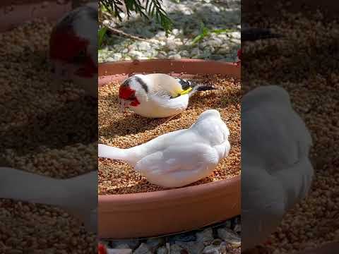 Major Goldfinch |