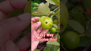 How to Save Guava From Pest #shorts