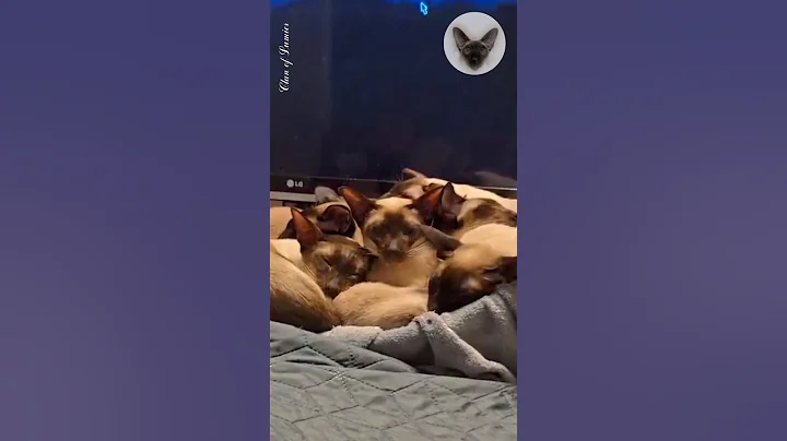 Video 7458071: oriental cats love, cat loves sleeping, cat family